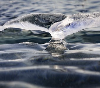 Хвост ледяного кита.