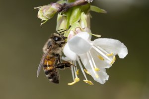 Время жизни медоносных пчел сократилось вдвое всего за 50 лет