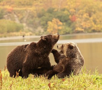 Медвежьи забавы