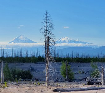 Здесь бушевал Шивелуч