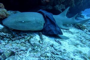 Дайвер встретил акулу в юбке у Каймановых островов