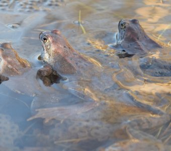 Три лягушки на болоте