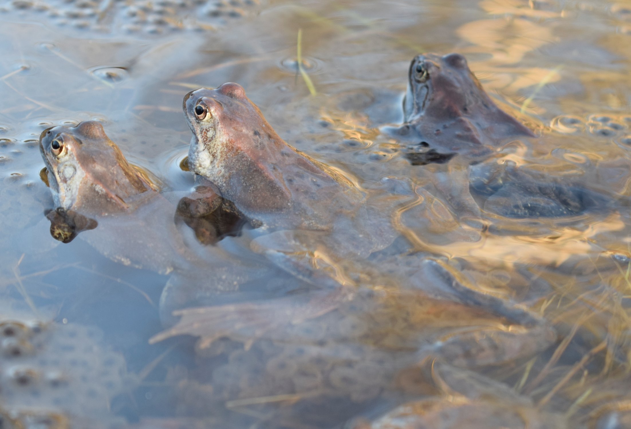 Три лягушки на болоте
