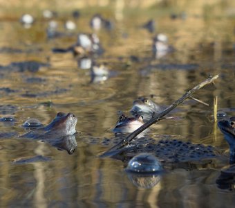 Лягушки на болоте в период размножения