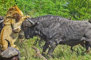 «Король Лев» в реальной жизни: глава прайда столкнулся с буйволами