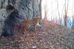 Тигрица устанавливает границы в приморском нацпарке: видео