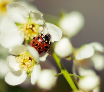 вестники весны