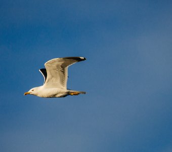 Резкое стремление