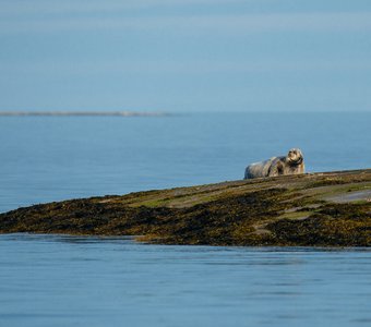 Морской заяц