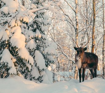 Олень Санты