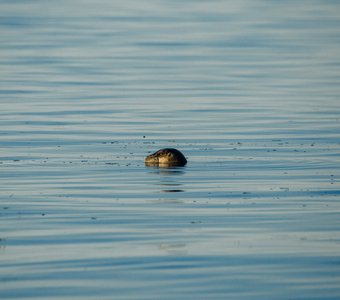 Морской заяц