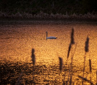 Одинокий лебедь на закате