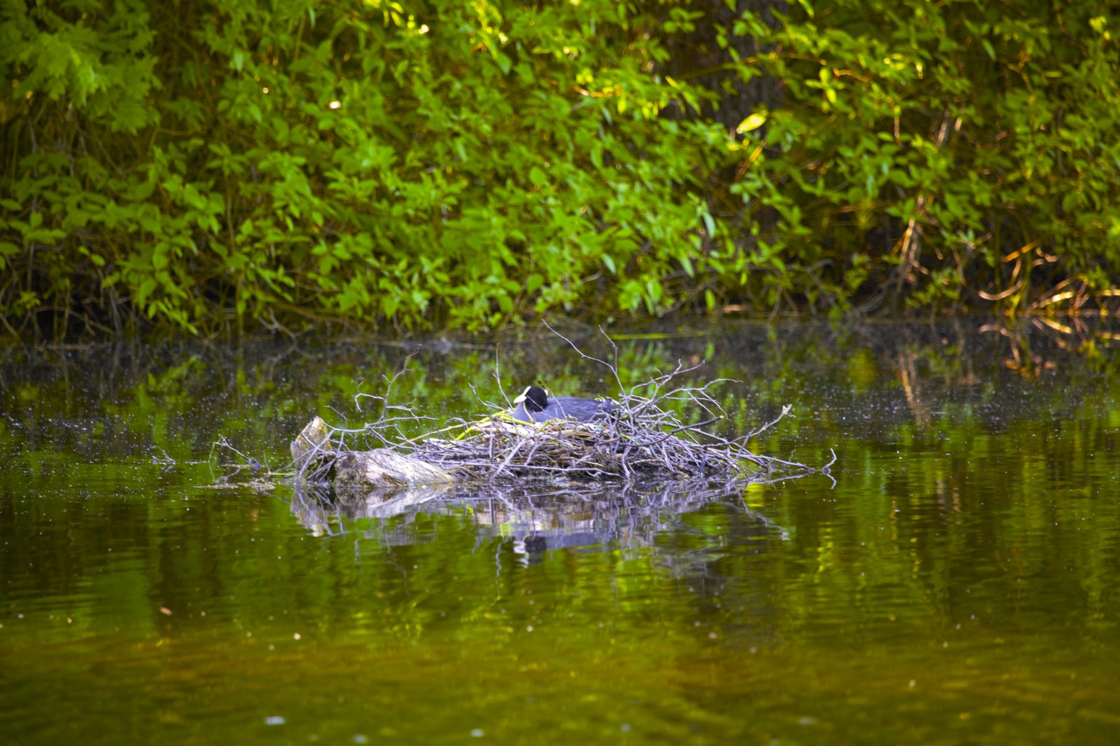 Утка в гнезде на озере