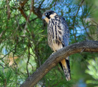 Обыкновенный чеглок (Falco subbuteo)