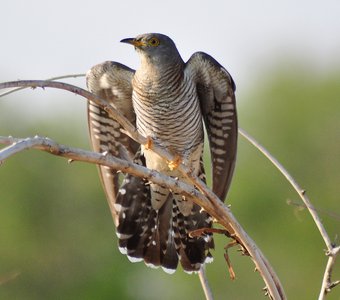 Обыкновенная кукушка (Cuculus canorus)