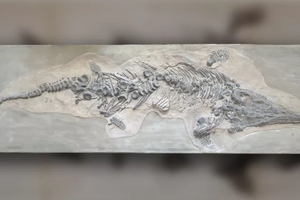 Первый скелет ихтиозавра был уничтожен бомбардировкой нацистов. Теперь найдены его бесценные слепки