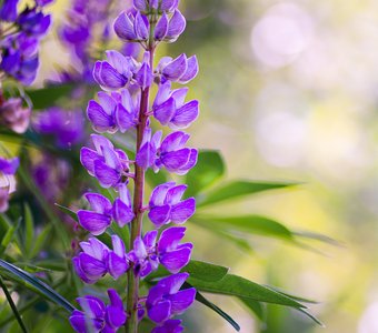 Люпин в лесу.