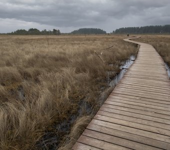 Сестрорецкое болото