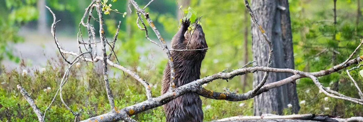 Бобры: инженеры и ландшафтные дизайнеры экосистемы