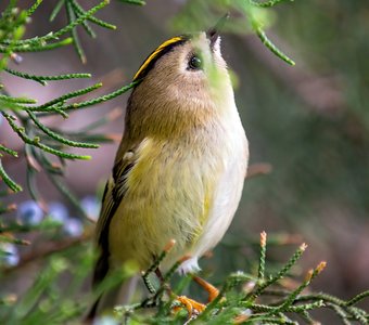 Дотянуться до небес