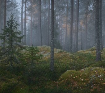 Утро в таинственном северном лесу