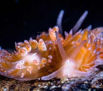 Flabellina athadona