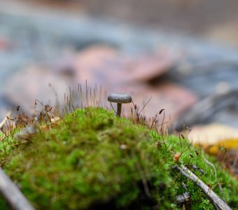 Выскочка с кочки