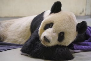 Умерла одна из самых известных панд в мире. Она была символом дружбы Китая и Тайваня