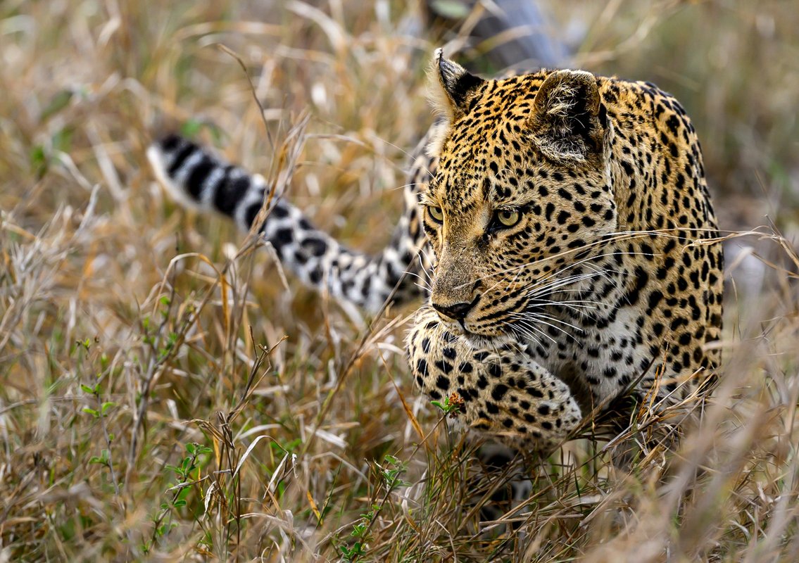 Cuantos leopard tiene españa