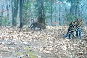 Туристы обнаружили нового котенка леопарда в заповеднике «Кедровая падь»