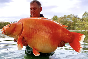 Во Франции выловили гигантскую золотую рыбку. Она весит 30 кг!