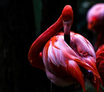 Фламинго, Новосибирский зоопарк.