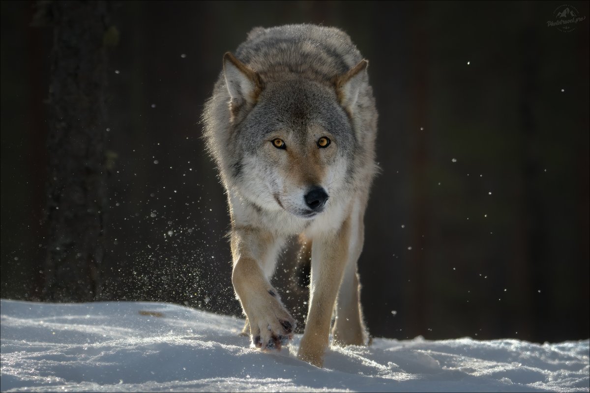 волк обыкновенный фото