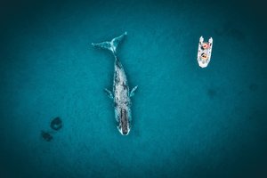 Гренландские и серые киты: любители арктических вод