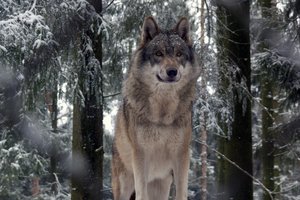 Коварный паразит помогает зараженным волкам стать вожаками стаи