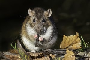 В Индии из-за крыс пропало полтонны конопли. Так говорит полиция