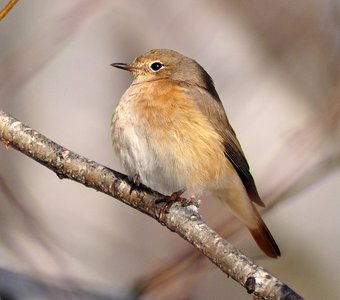 Обыкновенная горихвостка (Phoenicurus phoenicurus)