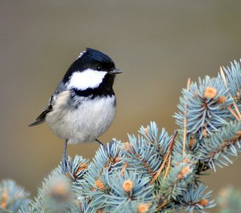 Московка (Parus ater)