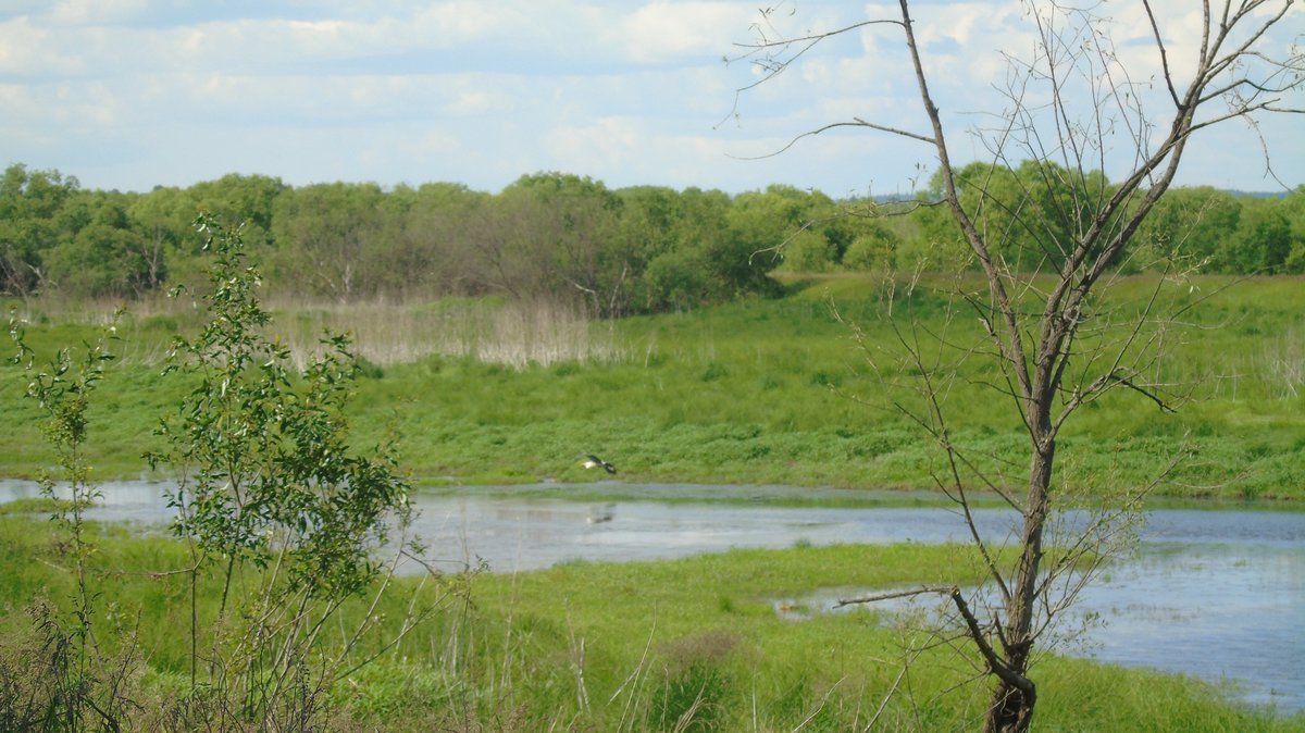 на лесной опушке — Фото №1426561