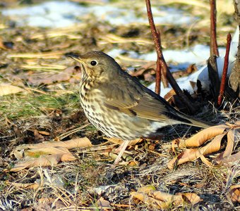 Певчий дрозд (Turdus philomelos)