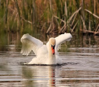 музыка мнгновенья