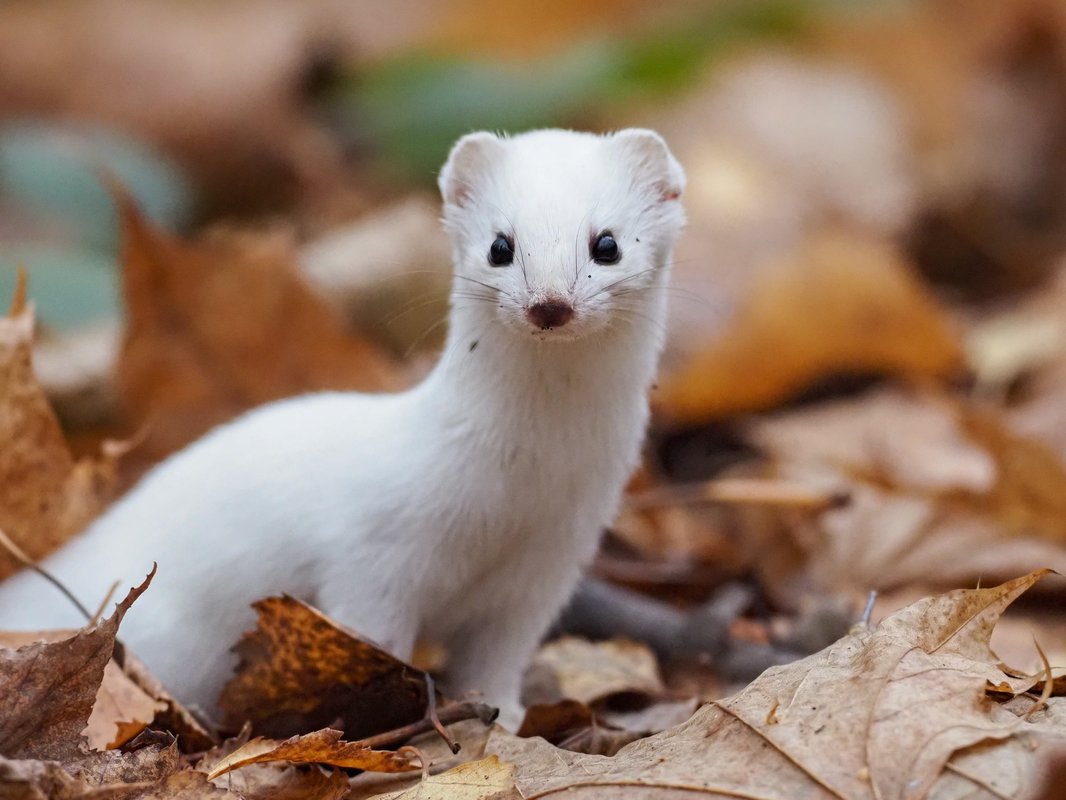 Горностай (mustela erminea). Горностай в лосином острове. Горностай (mustela erminea). Маленький белый зверек похожий. Ласка белая животное.
