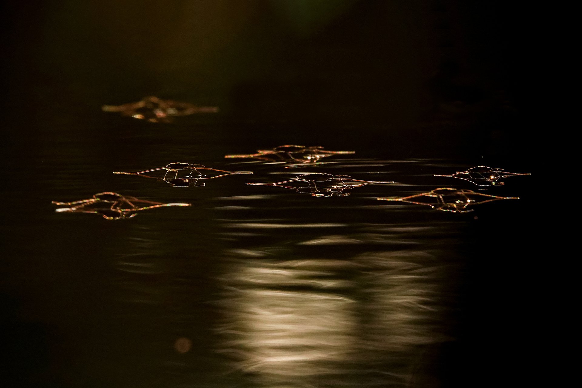 Вселенная водомерок