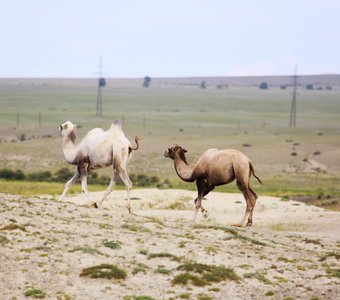 Домашние верблюды, район Кош-Агача