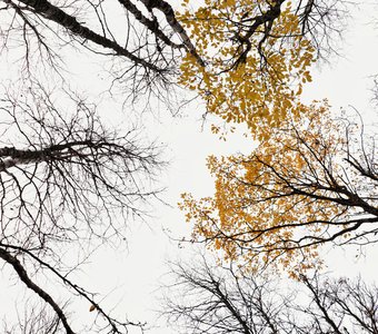 Осенние кроны деревьев