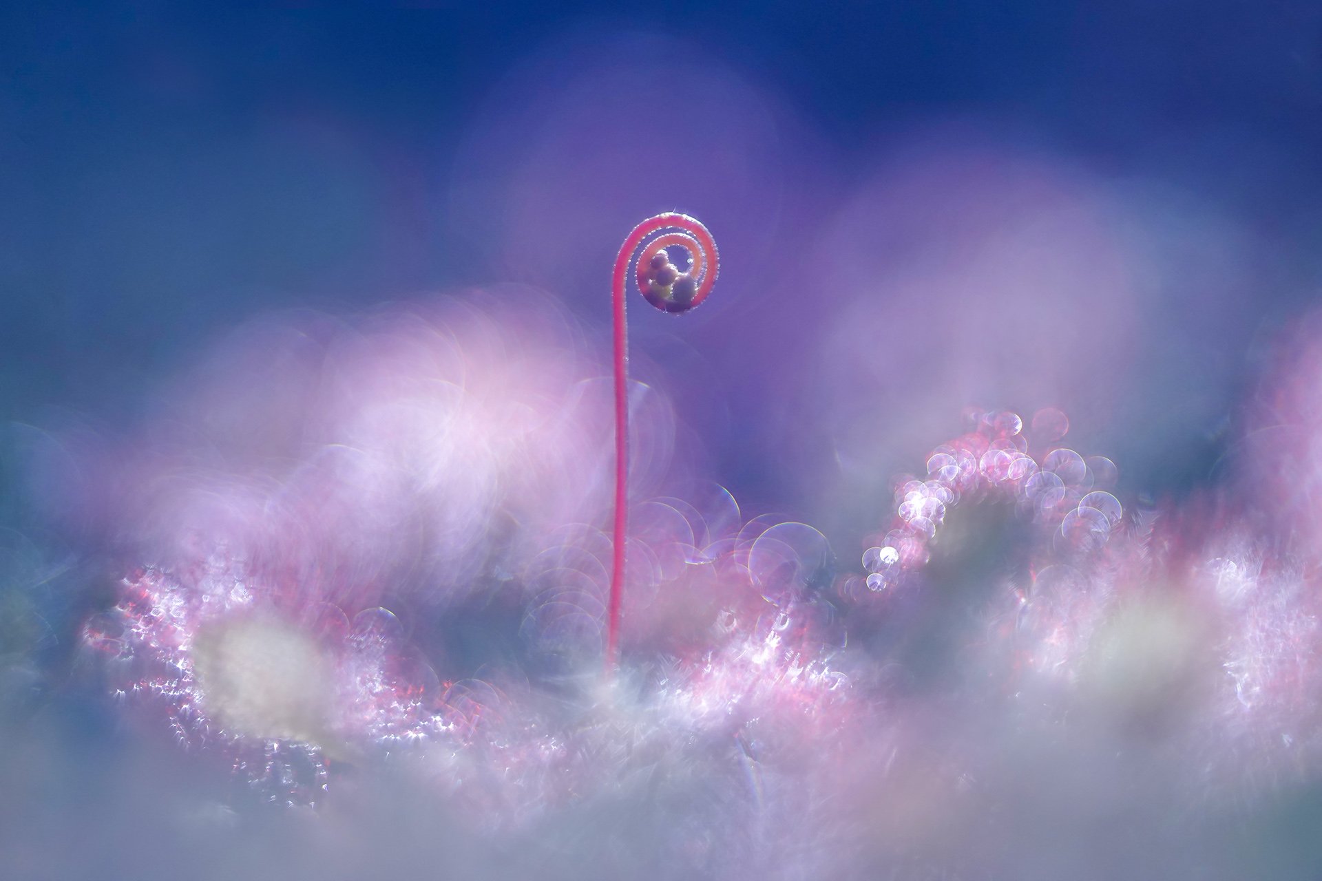 Хищница болот