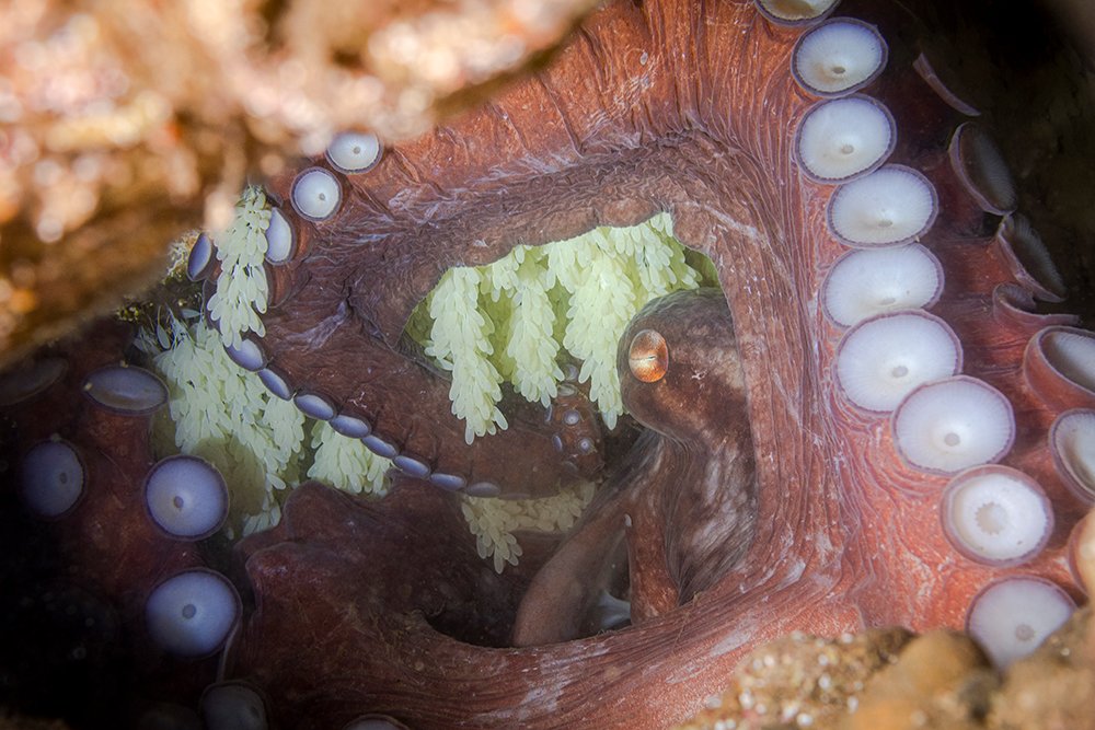 Мама и ее кладка икры