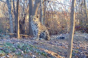 Охота спасенного на Дальнем Востоке юного леопарда попала на видео