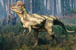 Пахицефалозавр: дерись как кенгуру, хвастайся причудливым черепом