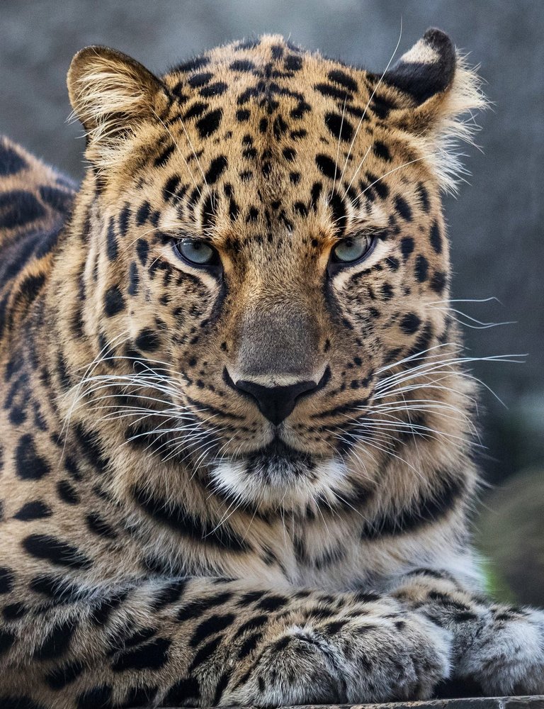 Дальневосточные леопарды: самые редкие кошки на планете